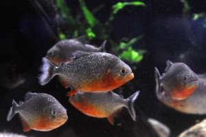 Aquário de Paranaguá