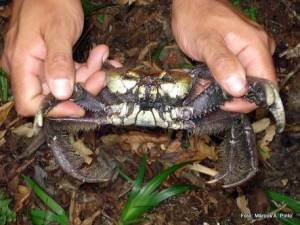 Temporada do caranguejo começa segunda-feira