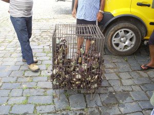 Captura de caranguejo em Paranaguá é fiscalizada pelo IAP