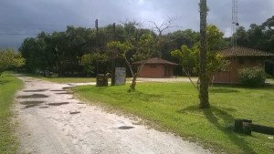 Palmito e seus substitutos são destaques em floresta preservada